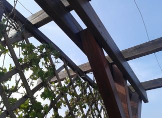 Coprire una pergola con le piante 1554 0 Coprire una pergola con le piante